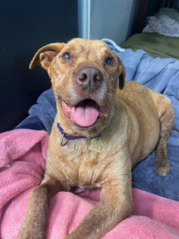 /Images/uploads/Friends of Seal Beach Animal Care Center/2025sbacc/entries/32159thumb.jpg